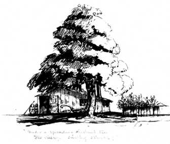 under the spreading chestnut tree the village smithy stands