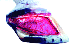 Equine foot after dissection
