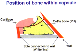 Bone position