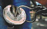hoof testers