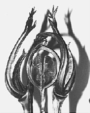 Image not available.